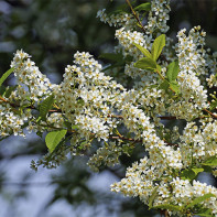 Photo of bird cherry cherry 2