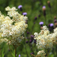 Fotografie de meadowsweet