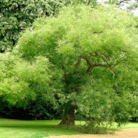 Fotografie de Sophora japoneză