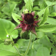 Photo of cinquefoil 4