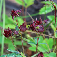 Photo of cinquefoil