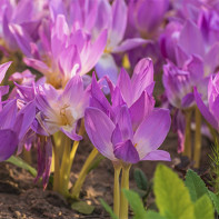 A photo of motherless flower