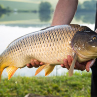 Photo of carp 4