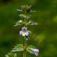 Fotografie de eyebright 4