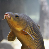 Photo of carp 3