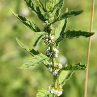 Fotografie de plante medicinale cnemonic