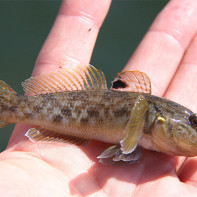 Bull goby fotografie 3