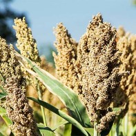 Photo of sorghum