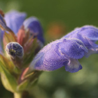 Fotografie de cap de șarpe headnut 3