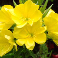 Photo of evening primrose 3