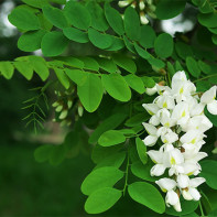 Photo of White Acacia