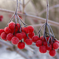 Fotografie de Red Guelder