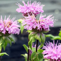 Fotografia monarda 4