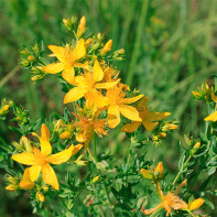 Photo of Hypericum 3