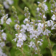 Φωτογραφία της Veronica officinalis 4