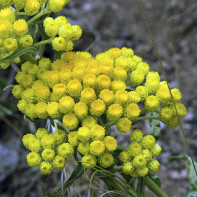 Photo of immortelle 4