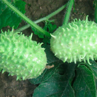 Photo of Angueria (Antilles cucumber) 3