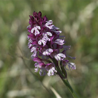 Φωτογραφία του waterwort 2