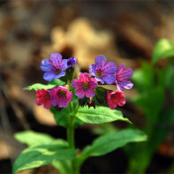 Fotografie de Lungwort