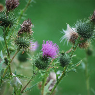 Fotografie de prickly tartaricus 4