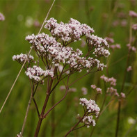 Valerian photo 3