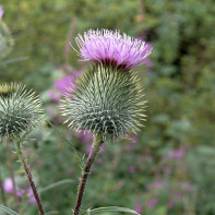 Photo of milk thistle 5