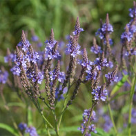 Photo of verbena 3