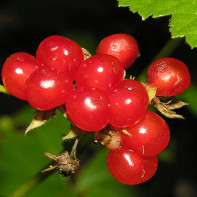 Fotografie de merișor bramble 4