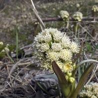 Fotografie de butterbur 5