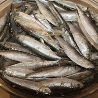 Photo of sprat