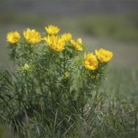 Fotografia Adonis 2