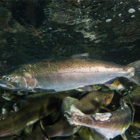 Photo of coho salmon