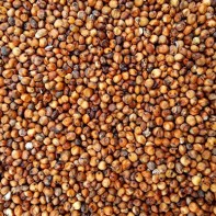 Photo of sorghum 5