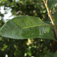 Cherry Leaf Photo 3