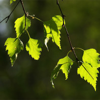 Fotografia brezových listov 2