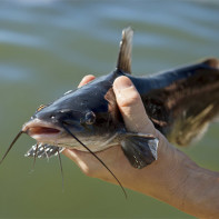 Photo of catfish 5