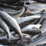 Photo of coalfish 4