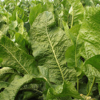 Photo of horseradish leaves