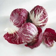 Photo of radicchio 5