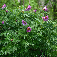 A photo of the rogue peony