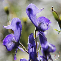 Aconite photo 2