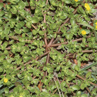 Fotografie a unui plantain portulaca 5