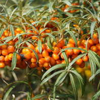 Sea buckthorn leaves photo 2