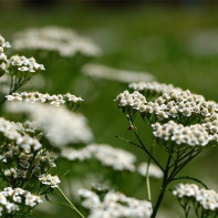 Photo of yarrow 4