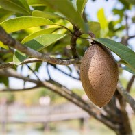 Fotografie de sapodilla