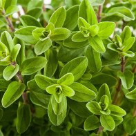 Photo of marjoram 4