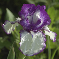 Iris photo 4