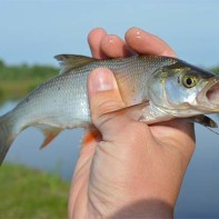 Tarakonų nuotrauka 5