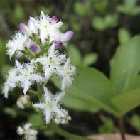 Fotografia trojlistého feniklu faba