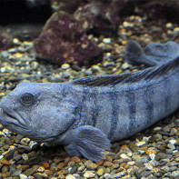 Photo of catfish 2